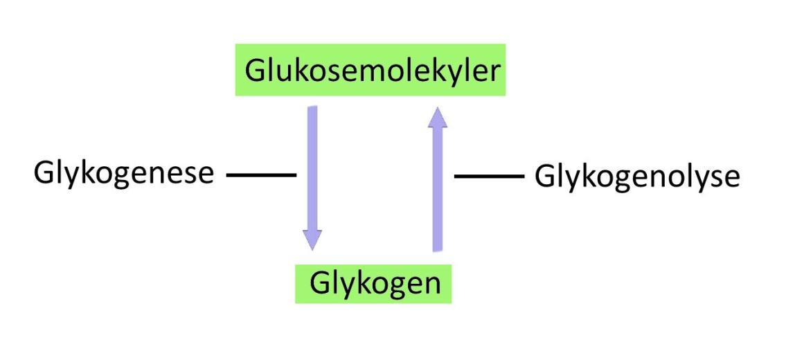Figur 21. Glukosemolekyler kan bruges til produktion af glykogen. Processen kaldes glykogenese. Glykogen kan nedbrydes til glukosemolekyler. Den proces kaldes glykogenolyse.