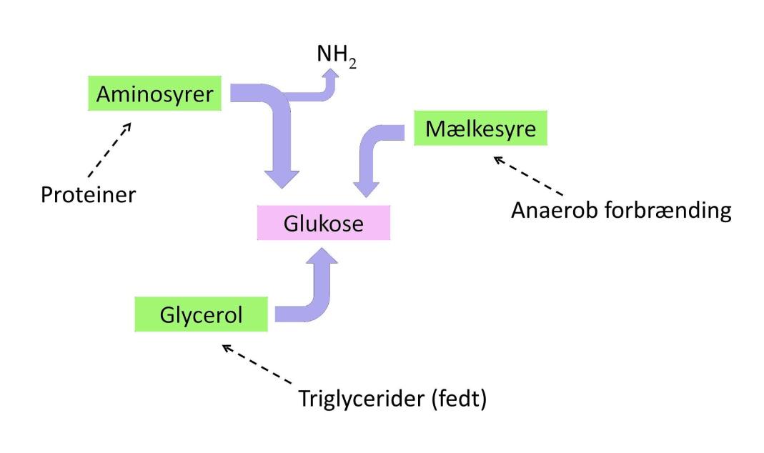 Det er primært leverceller der kan udføre de kemiske processer der indgår i glukoneogenese. Nyreceller kan også i mindre grad udføre glukoneogenese.