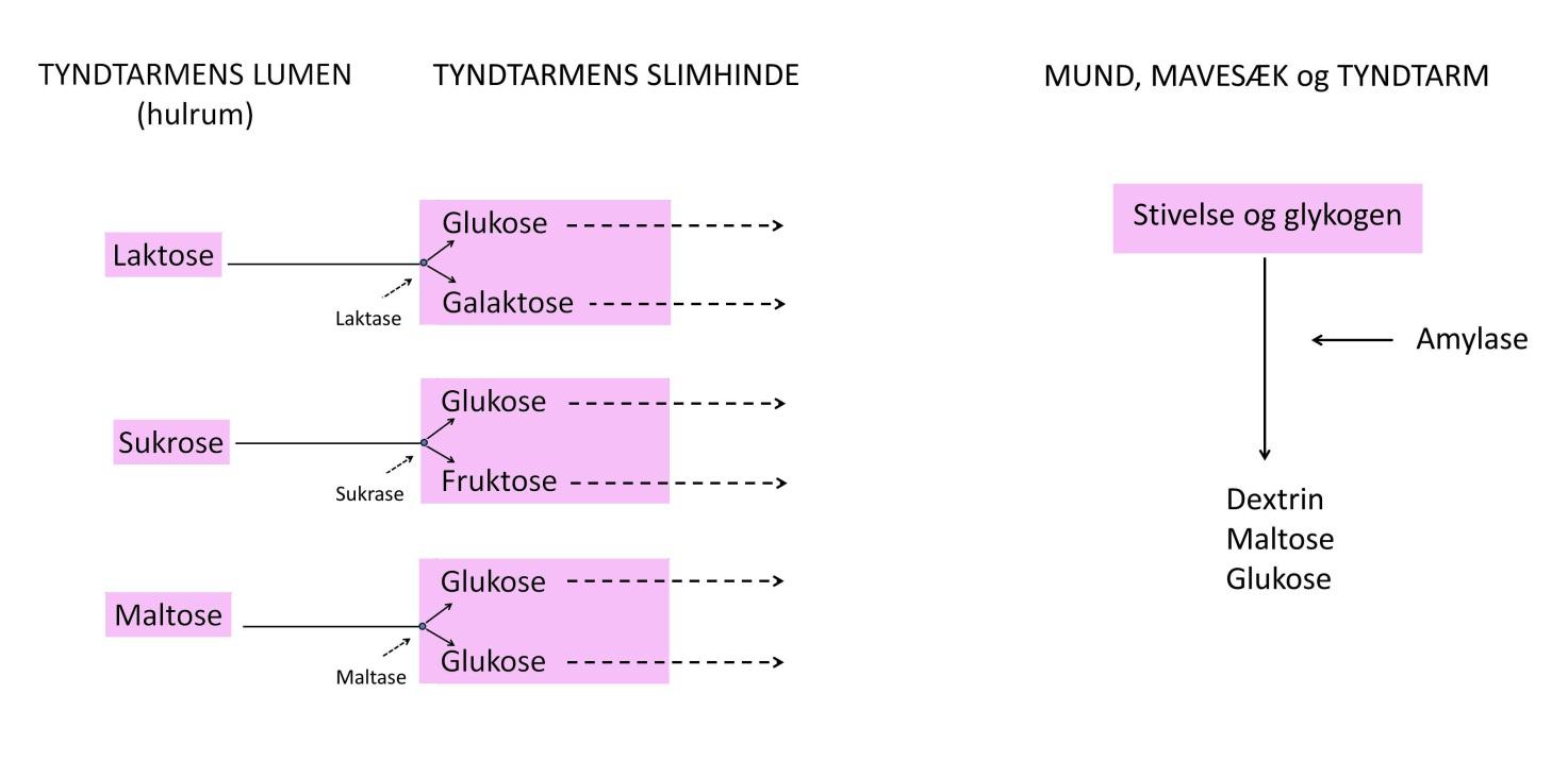 Kulhydrater nedbrydes i fordøjelseskanalen De kulhydrater en person spiser i løbet af en dag, er en blanding af polysakkarider, disakkarider og monosakkarider.