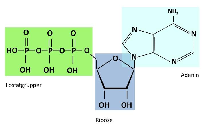 Et ATP-molekyle består af tre dele: adenin, ribose og 3 fosfatgrupper (en fosfatgruppe skrives ofte blot P) (se figur 24).