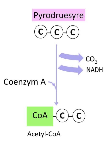 Citronsyrecyklus Glykolysens slutprodukter er to pyrodruesyremolekyler. Disse molekyler bliver efterfølgende omdannet til acetylcoenzym A (acetyl-coa) (se figur 26).