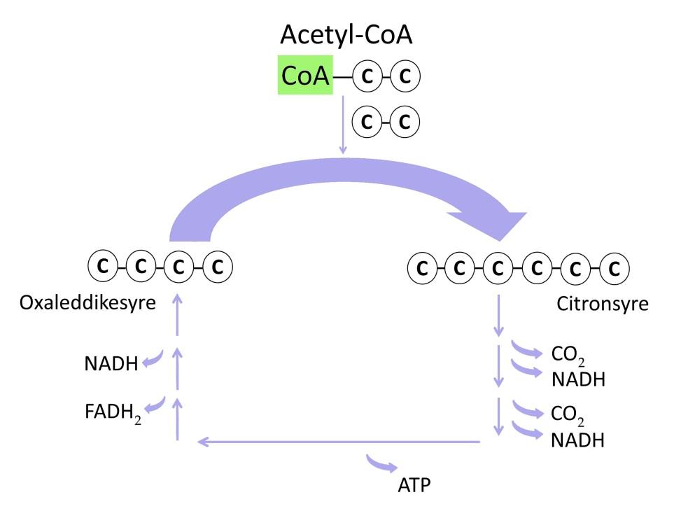 Der dannes 2 CO 2 -molekyler (og dermed er der ikke flere af de oprindelige C- atomer fra glukose tilbage). Der dannes 1 ATP-molekyle for hver acetylgruppe der overføres til oxaleddikesyre.