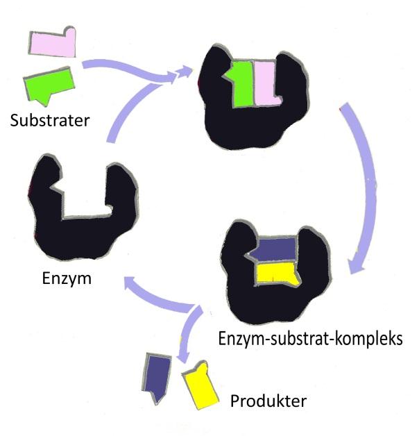 Figur 2. Et enzyms funktion.