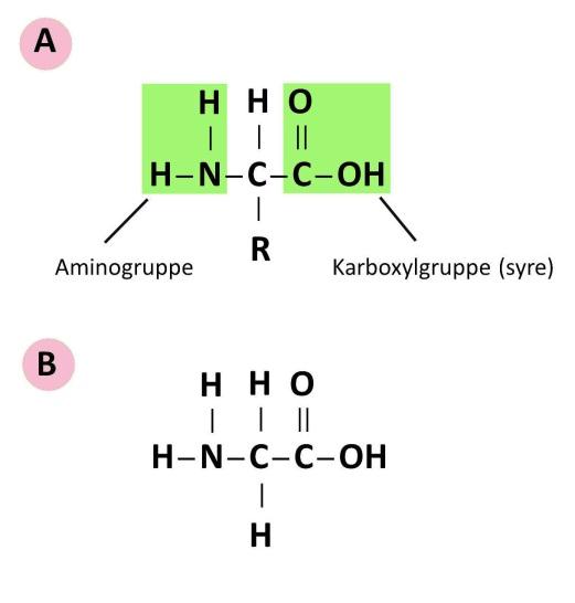 Aminosyrer indeholder en aminogruppe og en karboxylgruppe En aminosyre består af et C-atom hvortil der er bundet fire ting: 1) en amino-gruppe (NH 2 ) 2) en karboxyl-gruppe (COOH) 3) et hydrogenatom