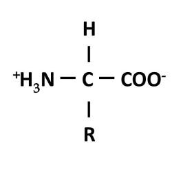 Det eneste der adskiller forskellige aminosyrer fra hinanden, er den variable del. Den mindste aminosyre glycin har et H, altså et hydrogenatom, som sit radikal (se figur 5).