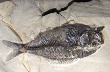 16 Molerets oprindelse og fossilindhold. 7. del, Fiskene 2 Nålefisk og lignende En slægtning til nutidens nålefisk o.l. (Syngnathiformes) er ikke helt ualmindelig i de nedre dele af moleret.