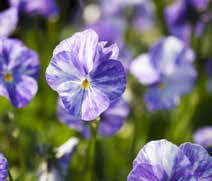 Violer En sikker vinder i forårets krukke er violen.