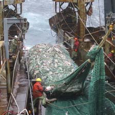NATURRESSOURCER HVAD ER MÅLET? Fiskeriloven har bl.a. som formål at sikre et bæredygtig grundlag for erhvervsmæssigt fiskeri.
