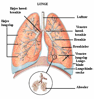Deponeringen af partikler I lungerne kan variere stærkt.