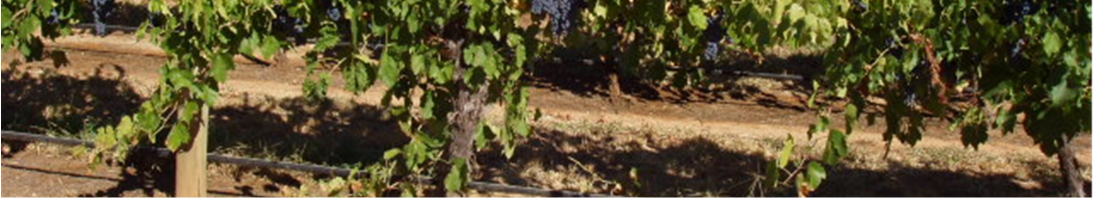 Rødvin - Øvrige lande Chile Casa Silva drives i dag af 5. generation, efter den oprindelige grundlægger som rejste til det fjerne land fra Bordeaux.