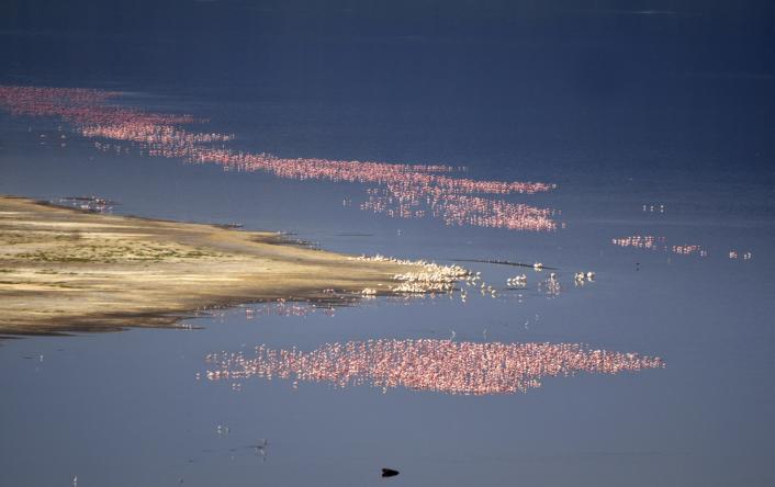 flamingoerne, de store lyse og de mindre røde. Her vrimler også med andre langbenene fugle, som storke og Maribuer Afrikas store flyvende skrællemænd. Og så er der alle de andre stilkede fugle.