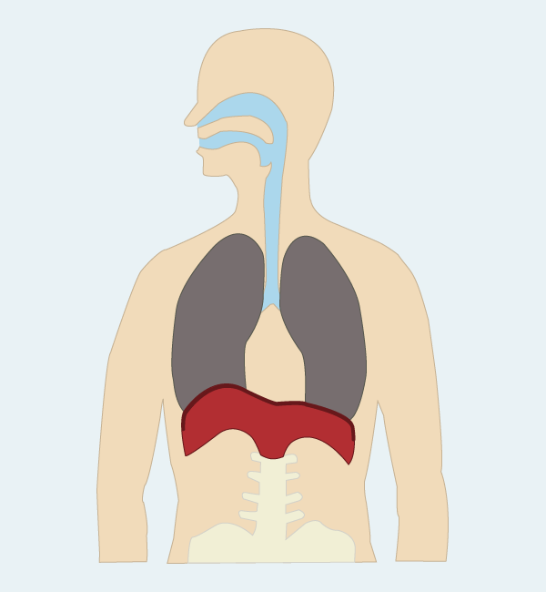 ALS og respiration Mere end 90% alle dødsfald ved ALS skyldes respiratorisk svigt.