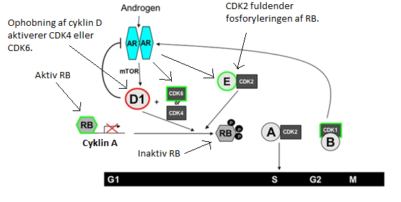 fuldender CDK2-kinasen fosforyleringen af RB og fjerner derved helt dens undertrykkende funktion (se figur 5), og cellen kan nu påbegynde sin udvikling i S-fasen.
