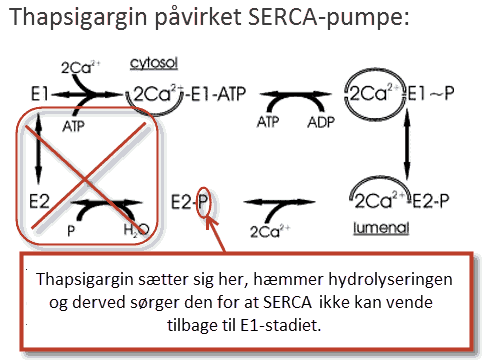Figur 11: De forskellige stadier af Ca 2+ transport gennem SERCA.