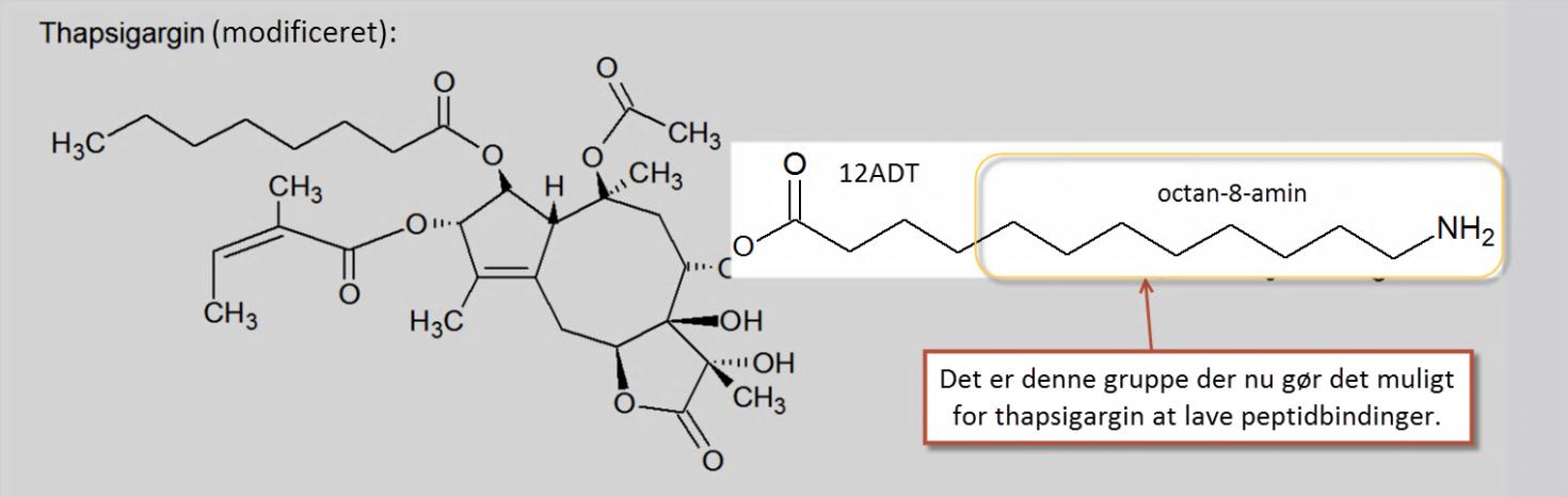 Figur 17: Thapsigargin med en 12ADT-kæde. Efter denne modifikation kan der nu dannes peptidkæder, og derved kan thapsigargin 12ADT målrettes (Denmeade et al., 2012).