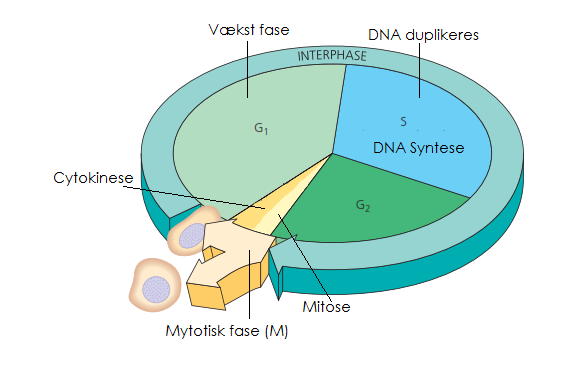 Delingen af en almindelig celle begynder med interfasen, som kan opdeles i yderligere tre underfaser: I G 1 -fasen (se figur 2) vokser cellerne, så antallet af proteiner og organeller stiger.