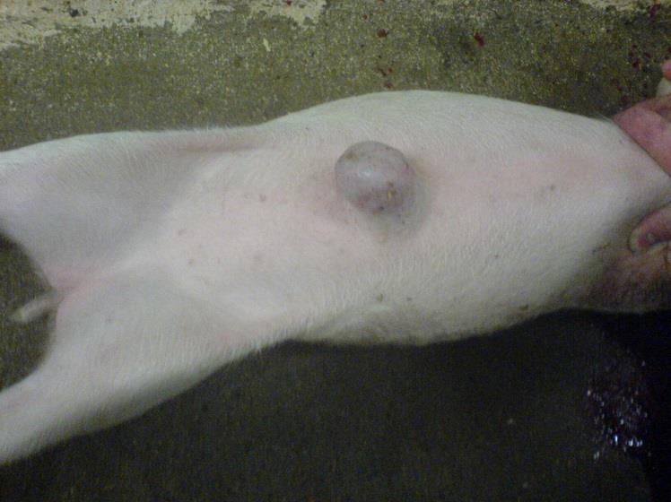 Patoanatomiske fund pa navlestedet hos aflivede eller selvdøde grise diagnosticeret med navlebrok