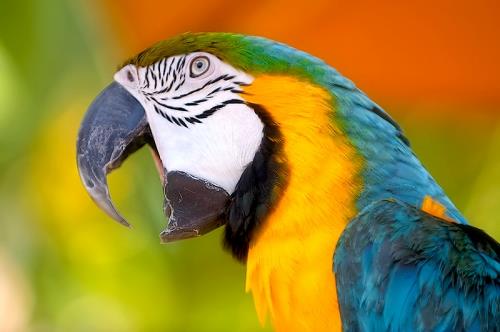 Med et gennemsnits vingefang på 120-130 cm og et af de kraftigste papegøje næb er det vigtig at have et stort,