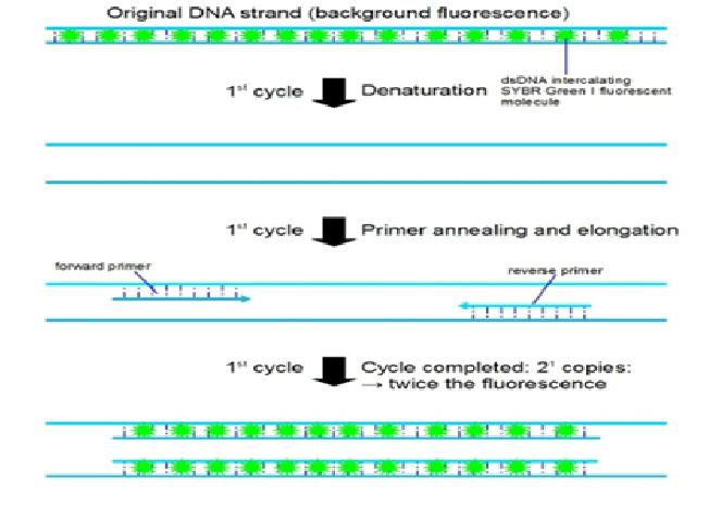 Der bliver dannet cdna uspecifikt fra alle mirna i prøven. Et højere RNA-input fra oprensningen medfører mere syntese af cdna højere samlet cdna koncentration til kvantificering i qpcr-analysen.