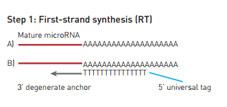 Step 2. cdna-syntese af mirna-template For at et mirna kan opformeres i en qpcr reaktion skal det syntetiseres til et dobbeltstrenget DNA også kaldet cdna (komplementær DNA) (se figur 3) [19].