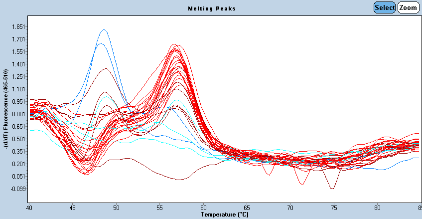 Figur 8. Viser smeltepunktkurve for CYP2C9*2. På x-aksen ses temperaturen målt i C og på y-aksen ses den relative fluorescens.