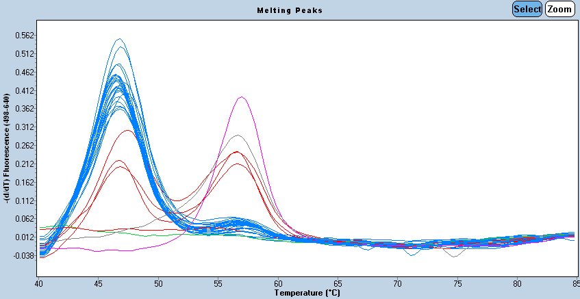 Figur 9. Viser smeltepunktkurve CYP2C9*3. På x-aksen ses temperaturen målt i C og på y-aksen ses den relative fluorescens. Hver enkelt genotype blev aflæst manuelt.