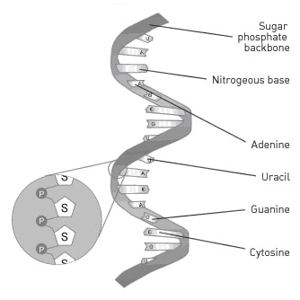 Figur 7. (Making the modern world, 2007). Enkelstrenget RNA, hvor thymin er erstattet af urasil. 7.3 Proteinsyntesen Kroppens proteiner er helt essentielle for at kroppen kan fungere (Campbell og Reece, 2005, s.