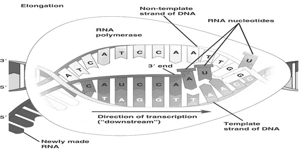 RNA-polymerase II danner pre-mrna ved at aflæse den ene DNA-streng, kaldet sense (se figur 8), og påsætte nukleotiderne i den rigtige rækkefølge.