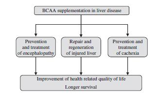 3 Indsatsområder hvor BCAA har teoretisk effekt BCAA til leverpatienter Kakeksi og malnutrition