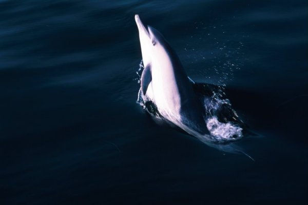 Dødsårsagen kendes endnu ikke. Foto af alm. delfin Her en række billeder af alm.