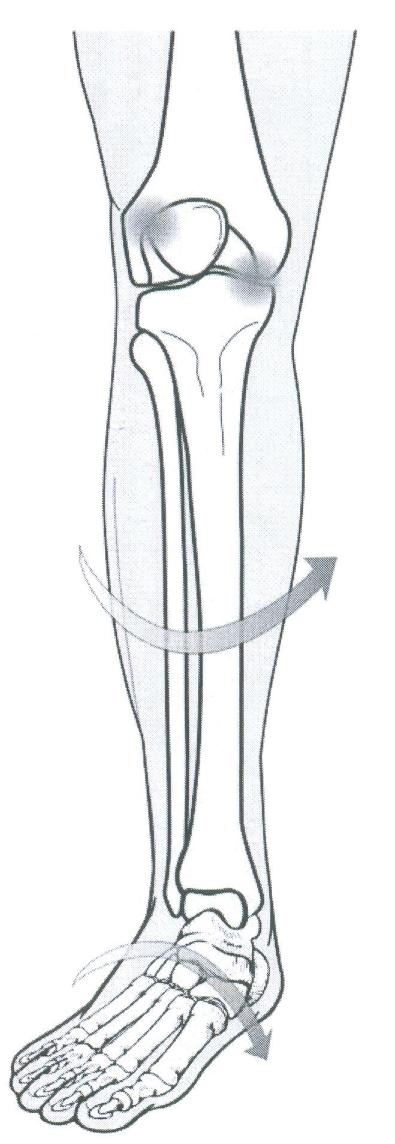 I henhold til belastning af knæet er det således, at der i den normale stående stilling er en valgusvinkel mellem tibia og femur på 5-10 grader på grund af, at femurs mediale kondyl ligger længere