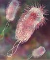 På den ydre På figur 1 ses en E.coli bakterie.
