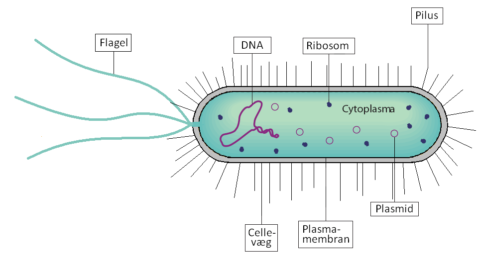E.coli bakterien Escherichia coli (E.coli), som ses på figur 1, er en encellet mikroorganisme og har en størrelse på omkring 2µm x 0,5µm. E.coli bakterien tilhører gruppen af gram-negative bakterier der kendetegnes ved deres komplekse opbygning af cellevæggen.