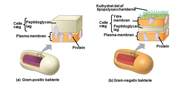Gram-negative bakterier Gram-negative bakterier har ikke nær så meget peptidoglycan i deres membran som de grampositive bakterier, men deres membran er til gengæld mere kompliceret opbygget.