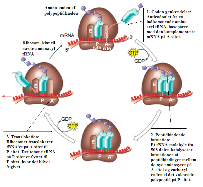 Kloramfenikol hæmmer også proteinsyntesen under elongeringen, men gør det ved at blokere for dannelsen af peptidbindinger (Madigan & Martino, 2006).