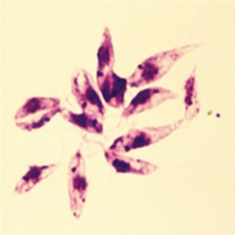 Candida dyrket i en petriskål Svampe som f.eks er årsagen til bl.a.: ringorm, fodsvampe, candidiasis (gærsvampe) Leishmania spp. Protozoer som f.