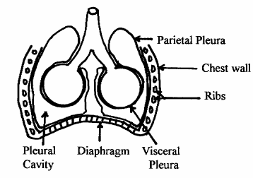 Pleura hæftes til thoraxvæggen ved fascia endothoracica. 13. Hvor ligger omslaget for pleura parietalis til pleura visceralis?