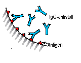 inkubationstid, mængden af antigen og antistof. Derudover har lipid ifølge N. Nikolac og J. Schiettecatte et. al.