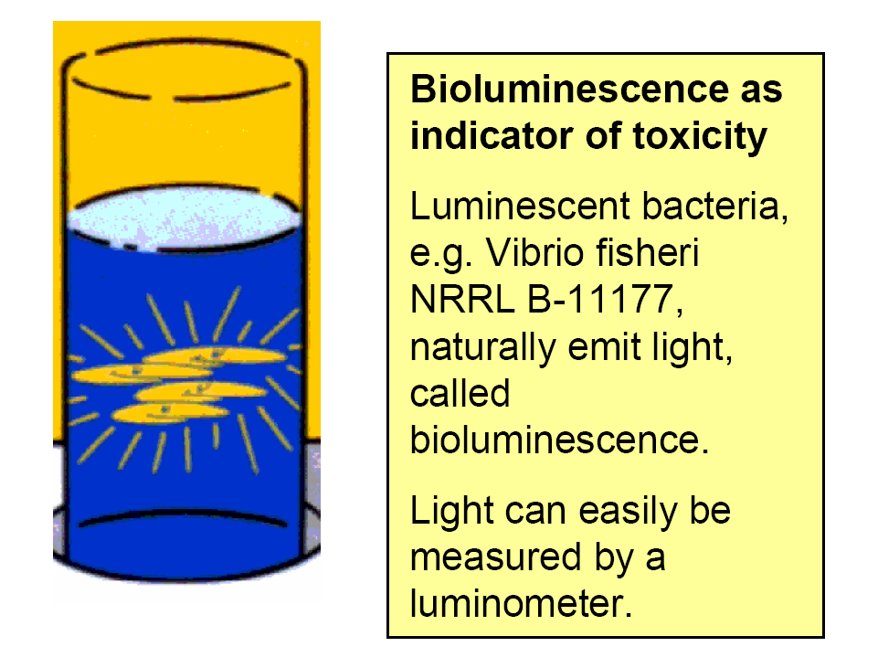 Princippet i luminescent bakterietest Resultater fra