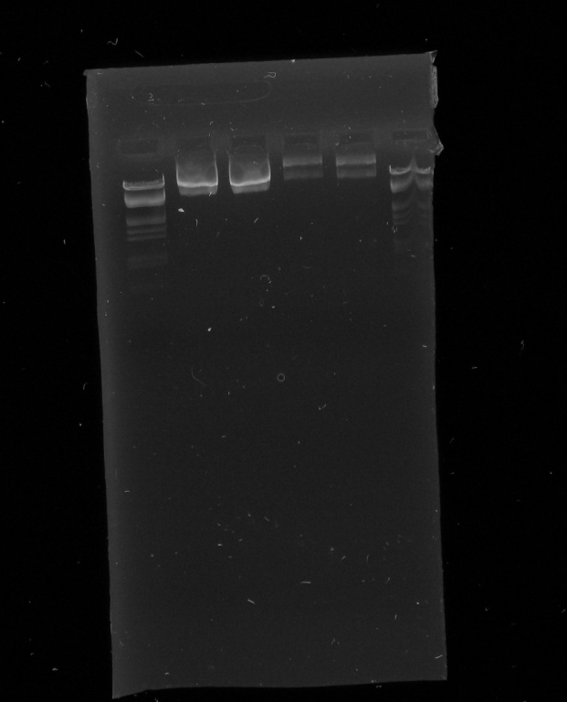 Figur 12: Placeringen af prøverne fra venstre mod højre; markør, stamme A 1 og 2, stamme B 1 og 2, markør. Markøren λ DNA skåret med EcoRI og HindII.