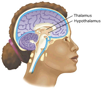 Thalamus: omkoblingsstation for nerveimpulser fra sanseorganerne. Mindre cellestørrelse på høreområdet.