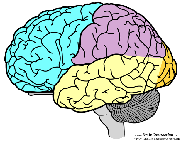 Frontal lobe Temporal lobe Parietal lobe Cerebellum Occipital lobe Mulige årsagsfaktorer på kognitivt niveau Automatiseringsvanskeligheder Temporal bearbejdning Fonologisk bevidsthed