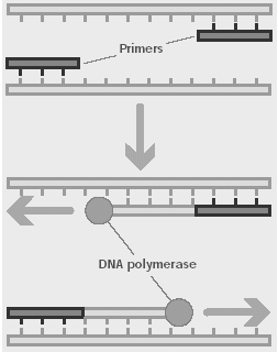 Design af Primer En primer er et kort DNA-stykke, designet til at sætte sig på et udvalgt sted på det enkeltstrengede DNA, og kopiere strengen ved hjælp af enzymet DNApolymerase*.