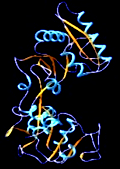Hephaestin Transferrin receptor PLASMA Fe(II) Fe(III) Transferrin HCP =