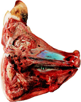 Et halvt svinehoved Tænder som et menneske Svinets tænder minder en del om menneskets.