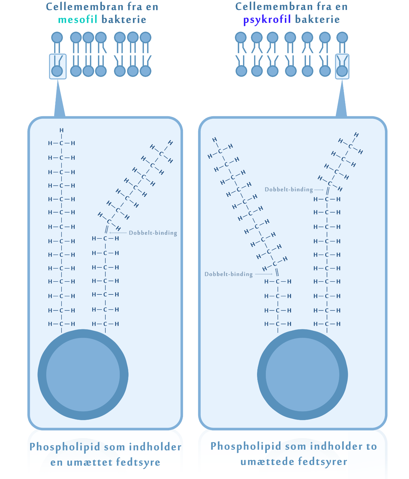 Figur 2. Sammenligning af cellemembranen hos mesofile og psykrofile bakterier.