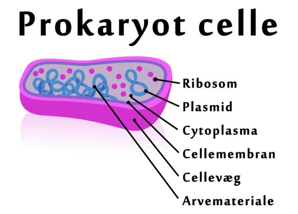 videoen Introduktion til prokaryote og eukaryote celler, som er en del af Biostriben, der er en række videoer produceret af Biotech Academy. Figur 4.