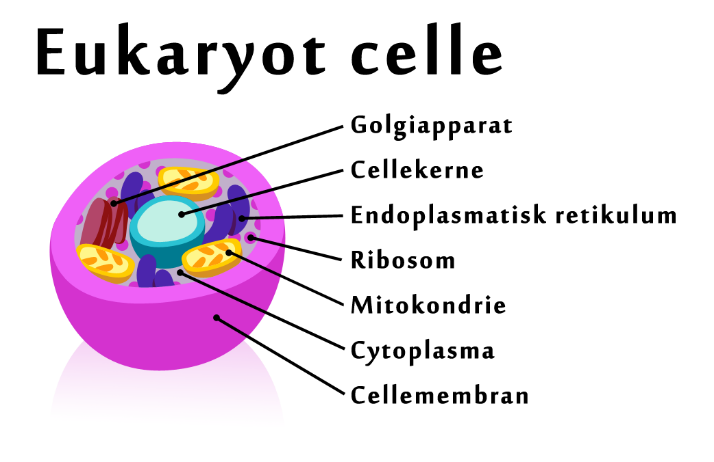 Til højre ses en prokaryot celle, altså den type celle, som for eksempel bakterier består af.