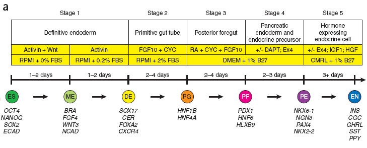 Production of pancreatic hormone expressing endocrine cells from human embryonic stem
