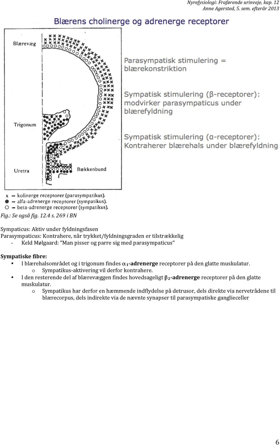 parasympaticus Sympatiske fibre: I blærehalsområdet og i trigonum findes α 1- adrenerge receptorer på den glatte muskulatur. o Sympatikus- aktivering vil derfor kontrahere.